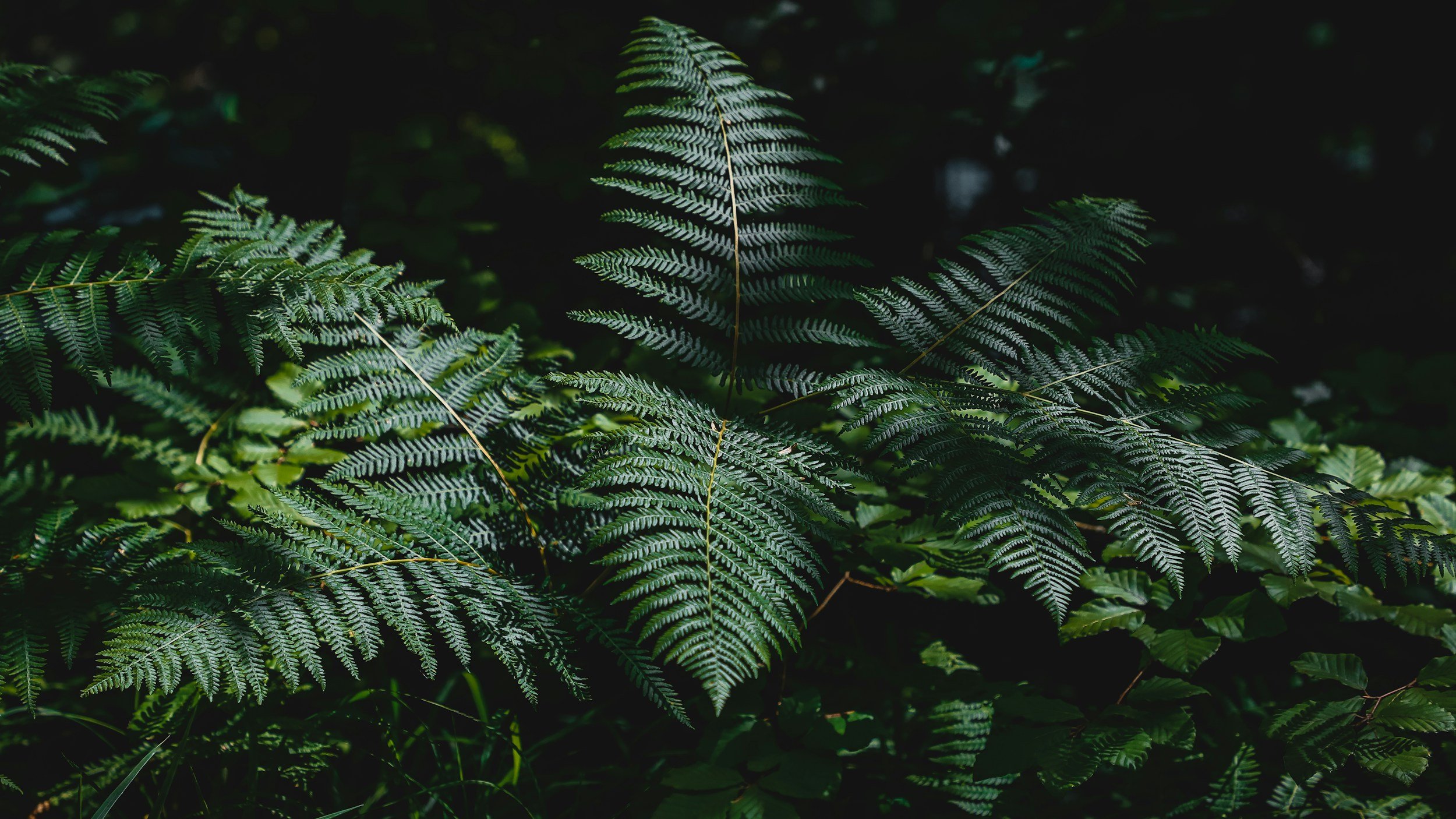 Close-up of green fern leaves with dark background.