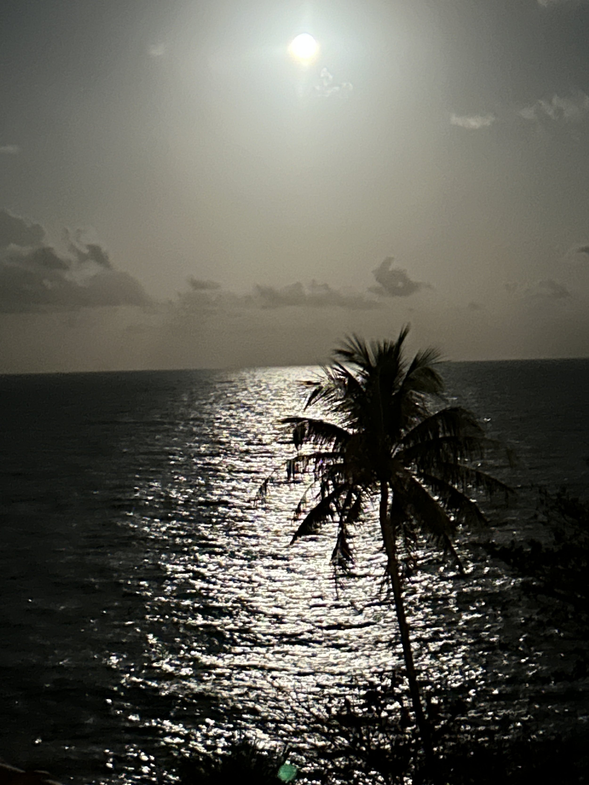 A palm tree silhouette against the ocean under the moonlight, with clouds in the sky.