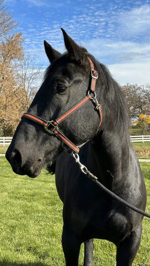 Goliath - Percheron Cross (Age 7)
Goliath is a great actor. He loves to act like a teenage boy, not wanting to wake up and go to work. He will moan and groan and then finally get up. He is so funny! He over exaggerates on everything. Heavenly Horses 