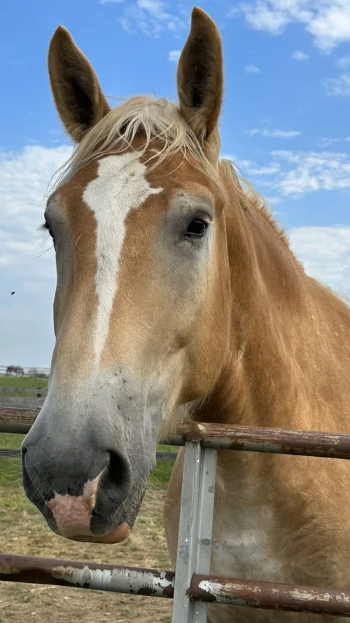 Jake - Belgian (Age 6)
Jake is a very big boy. He is around 1400 lbs as of  now and is still growing. He is kind and loves to work. Heavenly Horses has owned Jake for 4 years. We bought him as a 2 year old. He was being trained by the Amish. The day 