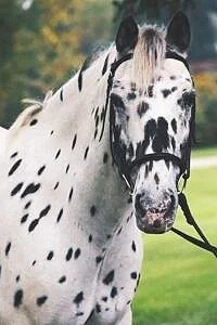 Freckles - Pony Of America (Age 25)
Freckles has been such a blessing for our program. He is a great beginner horse as well and a great youth show pony. Heavenly Horses has owed Freckles for 14 years. Freckles came from Kansas City and was a 4-H yout
