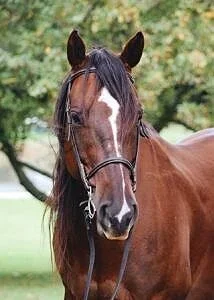 Chesney - Andalusian Mixed (Age 17)
Chesney is beautiful and such a goof. He loves to play with toys. He loves to jump and go on cattle drives.  He also does very well in dressage. Heavenly Horses has owed Chesney for 13 years. He has been a great pa