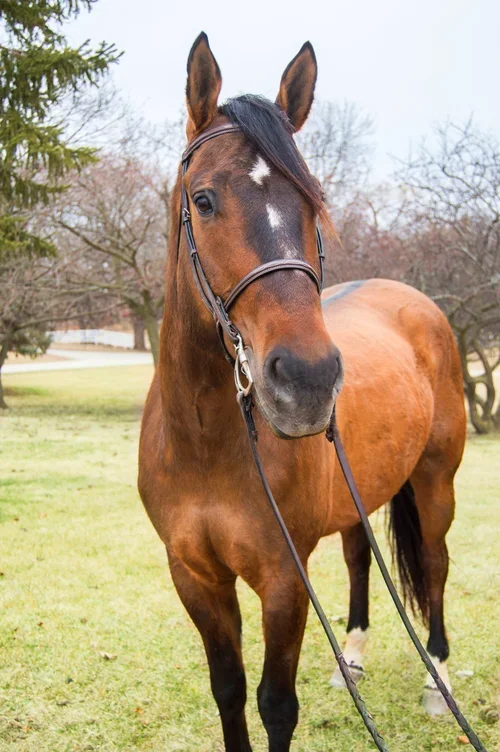Duke - Quarter Horse (Age 16)
Duke absolutely loves the Spirit Ranch program. He is a gentle giant and love to be around people. He has a REMARKABLE ability to find out what people need in their healing journey. Heavenly has owed Duke for 12 years. H