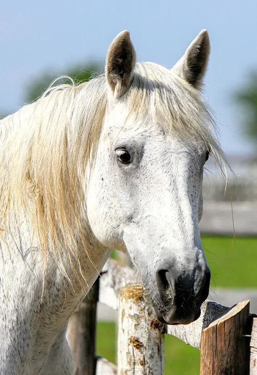 Ivan - Percheron Cross (Age 20)
Ivan is a wonderful horse. He is a silly, playful horse. Ivan always wants to have something in his mouth. He loves to hold the lead rope while being walked. Heavenly Horses has owned Ivan for 6 years. The only history
