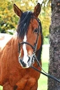 Rosie - Quarter Horse (Age 19)
Rosie is a absolutely beautiful mare, a bit sassy as most mares are :)-- Rosie has wonderful, smooth gaits and loves the trails. She has been a great show horse as well. Heavenly Horses has owned Rosie for 9 years. 