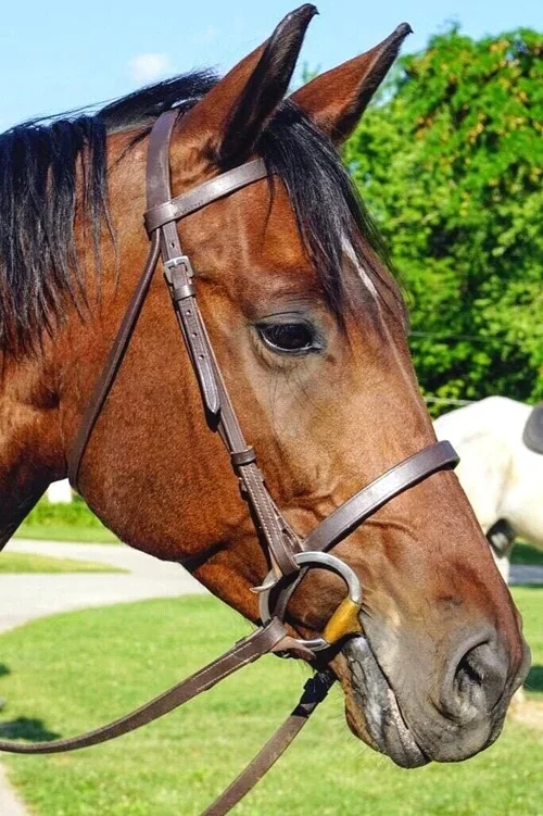 Dallas - Missouri Fox Trotter (Age 14)
Dallas is quite a character. He is funny and very playful. Heavenly Horses has owed Dallas for 7 years. He was also part of a rescue effort. He was not easy to train. He was 9 years old and didn't understand thi