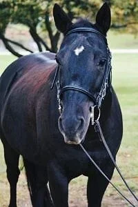 Shilo - Welsh Pony (Age 24)
Shilo is called the Princess of the barn, and loves being called that. She is sassy and beautiful. She is very kind and loves working with children with  special needs. She is very sensitive and loving. Heavenly Horses has