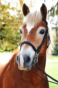 Ben - Haflinger (Age 22)
Ben is sweet and so kind. He loves speed events, barrel racing etc. He would stand all day by you if you would pet him and love him. 

Heavenly Horses has owed Ben for 13 years. Ben came with a lot of fear and spooked at ever