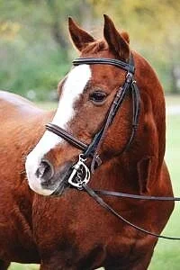 Kevin - Welsh Pony (Age 18)
Kevin is one of a kind. He loves doing it all. He has personality plus! His favorite is all of the speed events. He might be small but can he move! As he has matured, he has become one of our most loved beginner horses. He