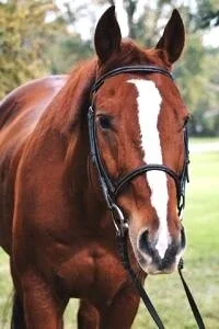 Jesse - Quarter Horse (Age 22)
Jesse is a wonderful horse, however he prefers advanced riders. He is a very sweet horse. Heavenly Horses has owed Jesse for 13 years. Jesse is one of our best show horses and has taken many of our riders to Grand Champ