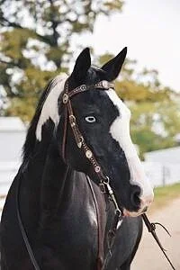 Stetson - Paint (Age 26)
Heavenly Horses has owed Stetson for 18 years. Stetson was the first purchase for Heavenly Horses. He is the backbone of Heavenly Horses, and is quite smart. He is a jokester and loves to untie himself and go grazing. He love