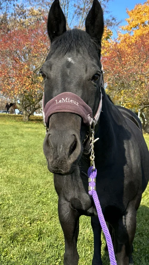 Flicka - Quarter Horse (Age 18)
Flicka is a beautiful mare. She loves to work. She is sweet and loving and a high energy girl. Heavenly Horses has owed Flicka for 10 years. 
