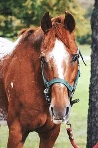 Moe - Pony Of America (Age 45)
Moe is a sweet, sweet boy. He still works two hours a week in spite of his age.  We have tried to retire him twice, only for him to get depressed and stop eating. So we have put him back to work and will continue to hav