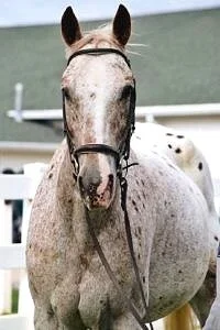 Vinnie - Quarter Horse (Age 24)
Vinnie is very sweet and kind. He loves being with people and working in lessons. He very much appreciates confident humans he can trust. Sometimes he can be brave and will follow the lead horse. Heavenly Horses has ow