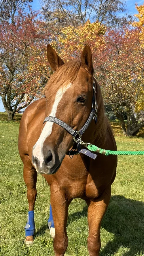 Tigger - Quarter Horse (Age 11)
Tigger is patient, kind and sweet with the students. He knows his job well and is happy to work. He loves to learn new things. Heavenly Horses has owed Tigger for 4 years. He came to us under weight and neglected. Sinc