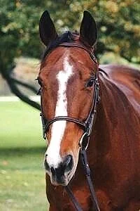 Tucker - Quarter Pony (Age 17)
Tucker clearly does not like men but he loves the girls.  He has chased many men such as my farrier and vet right out of the stall. Tucker is so sweet to all the girls, especially the little ones. Heavenly Horses has ow