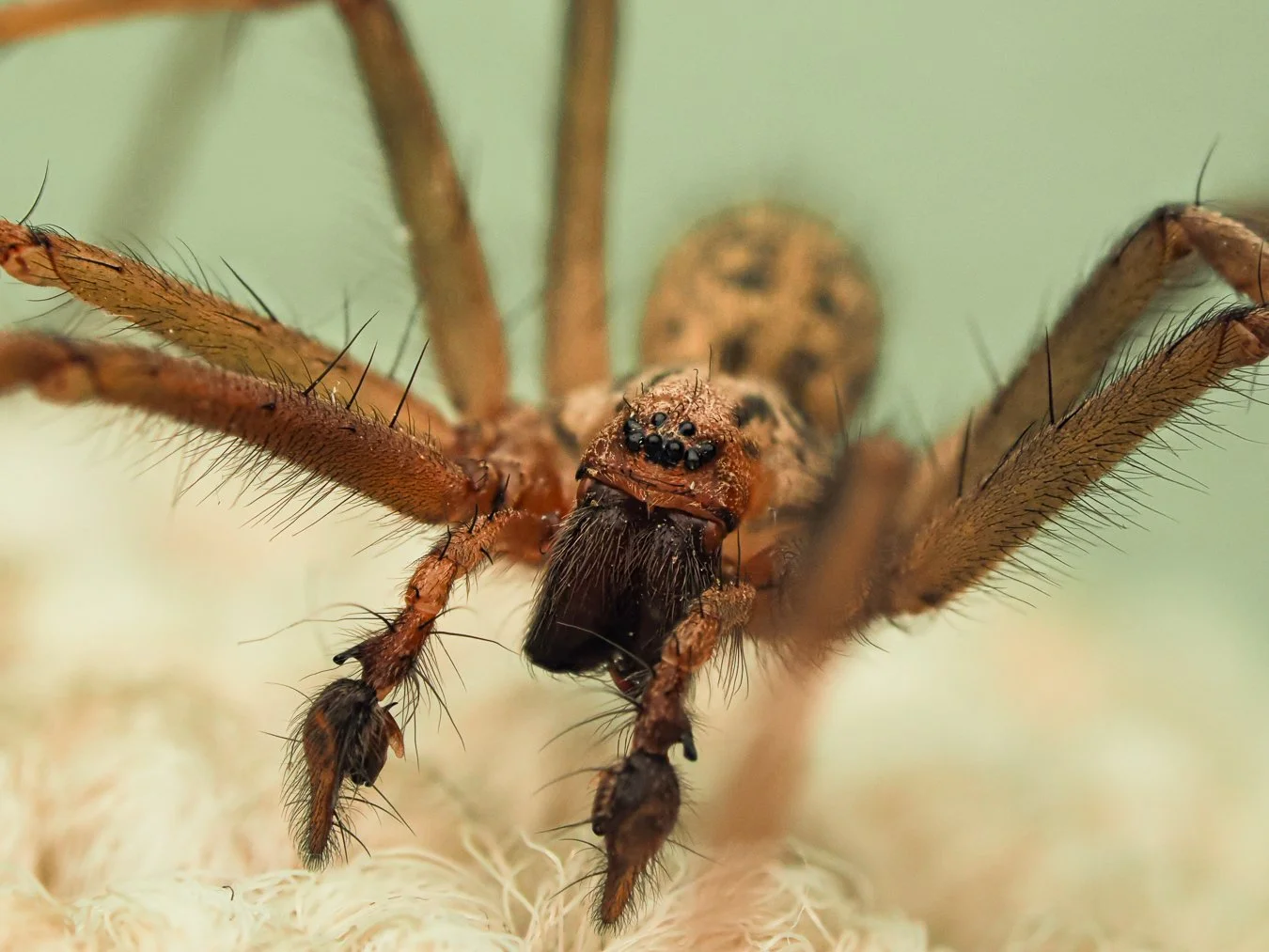 MACRO BORIS-2.jpg
