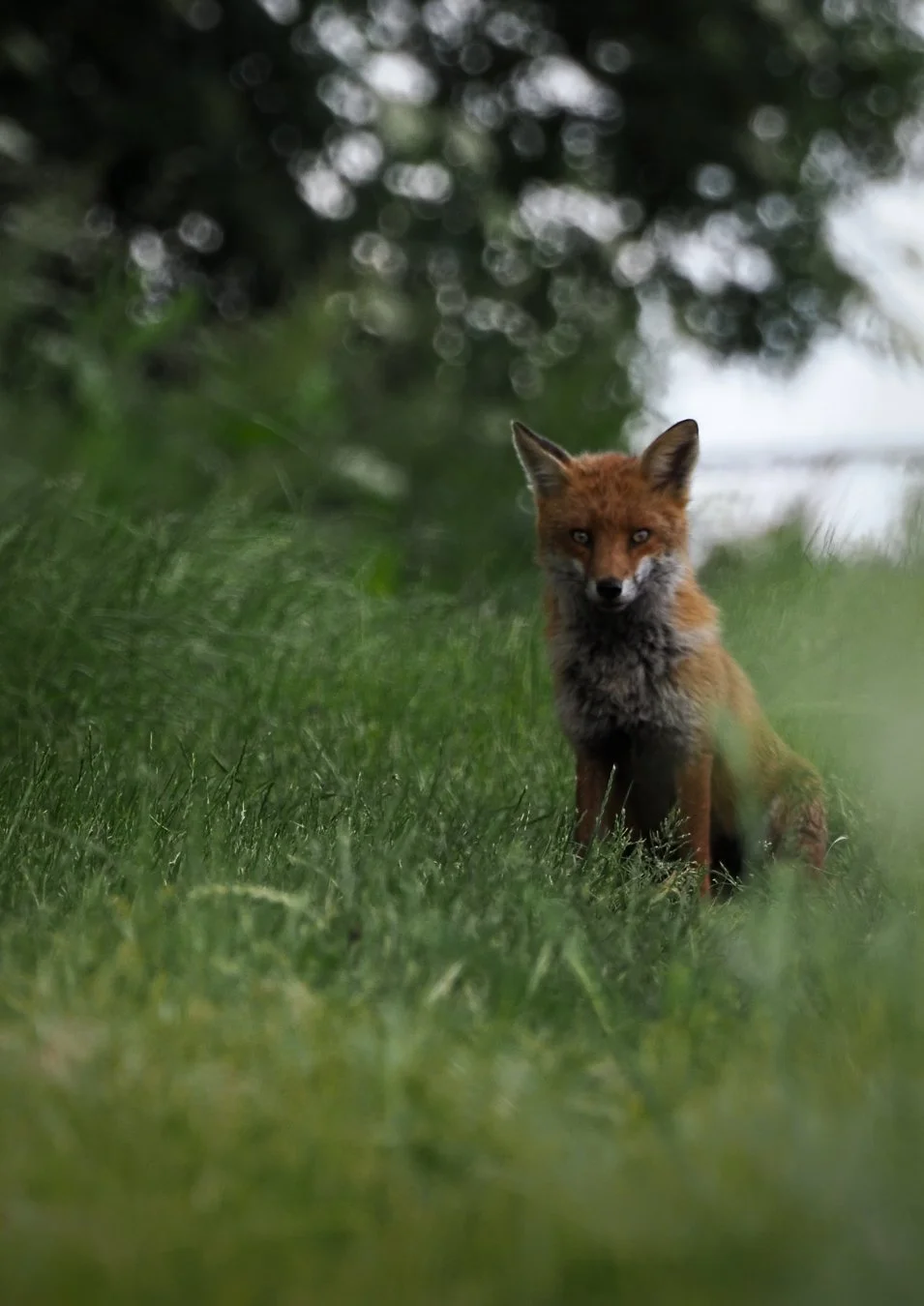 Wild Elegance: Fox Photograph Mounted Print