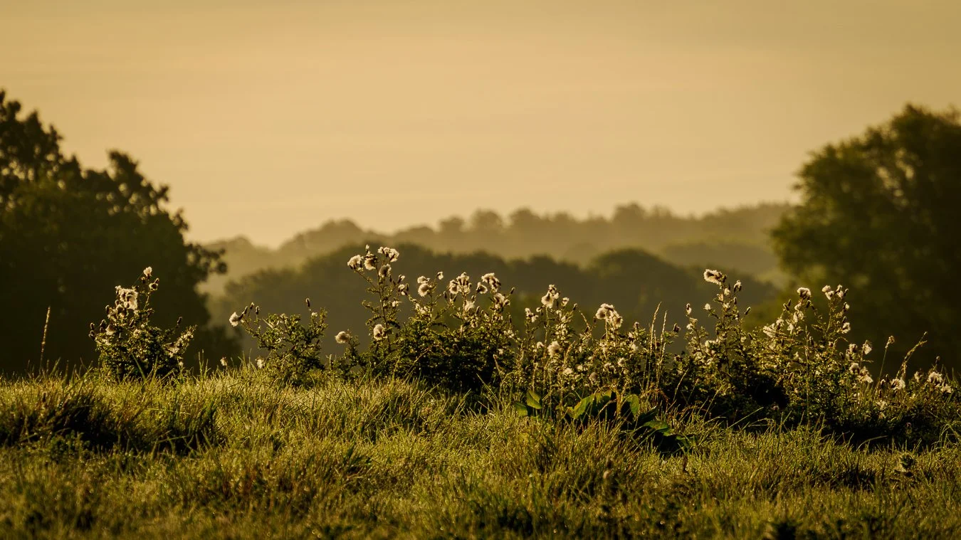Middletonwander-6.jpg
