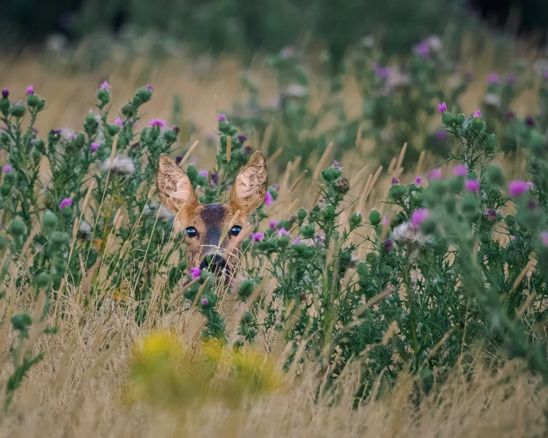Deery-2.jpg