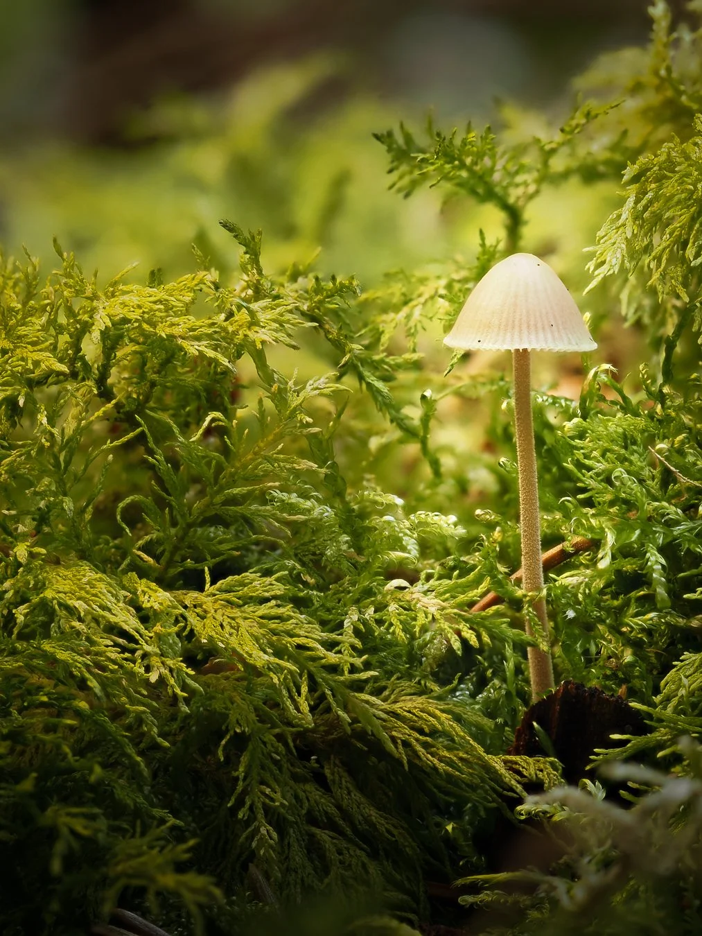 mushroom.jpg
