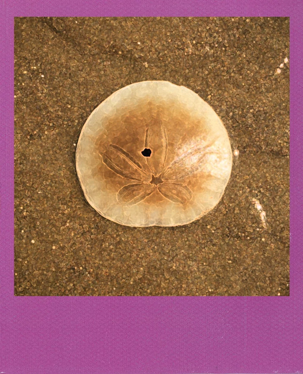 Sanddollars for days.