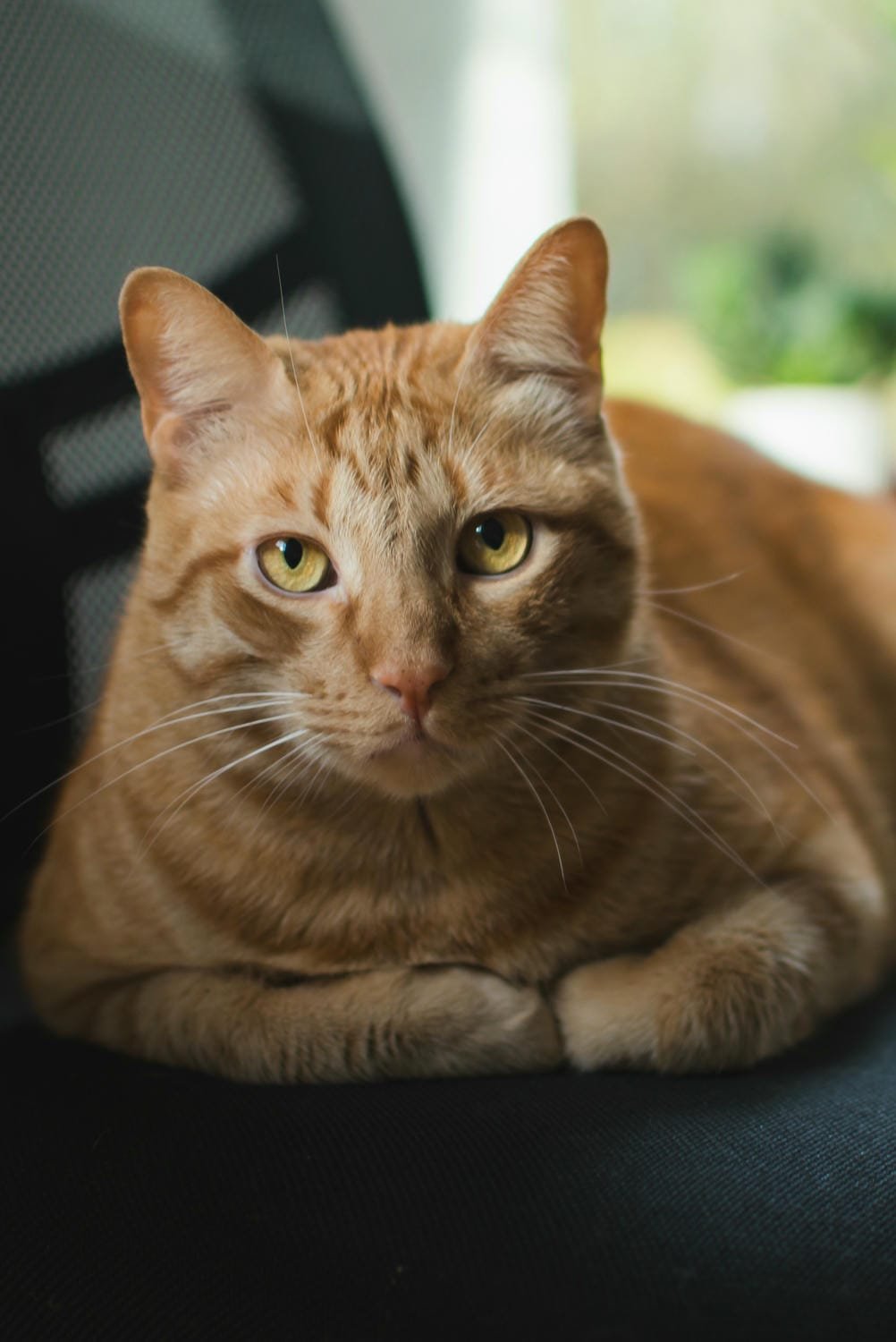 Eine orange getigerte Katze liegt auf einem schwarzen Sitzkissen und schaut direkt in die Kamera. Im Hintergrund unscharf eine Fensterfront mit grüner Vegetation.