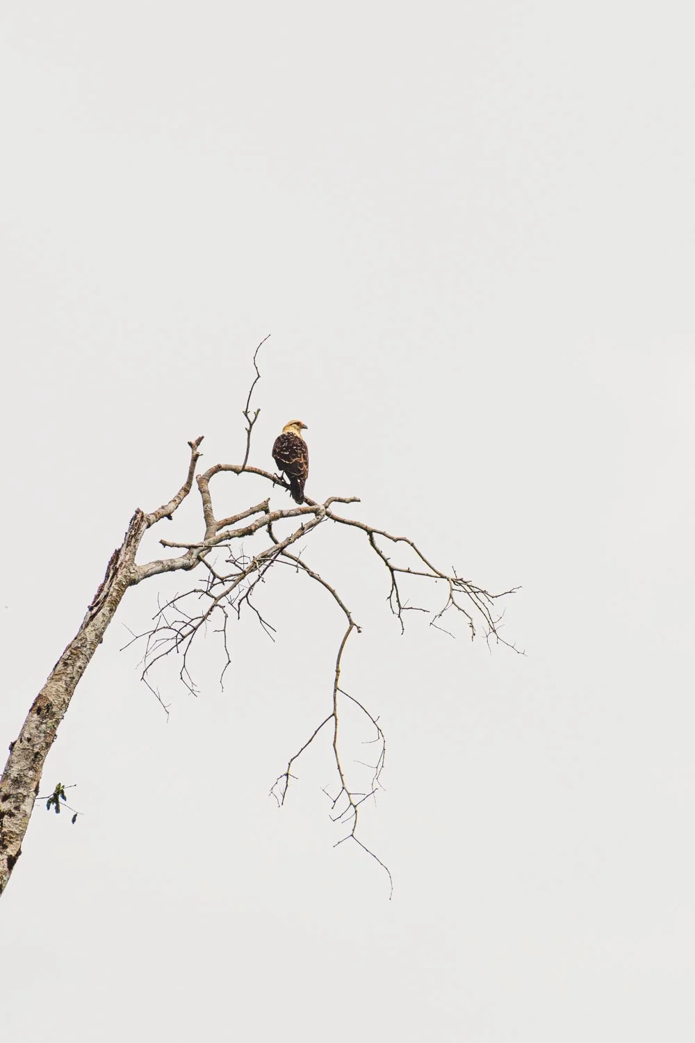 Ein einsamer Vogel sitzt auf einem dürren Baum gegen einen hellen Himmel.