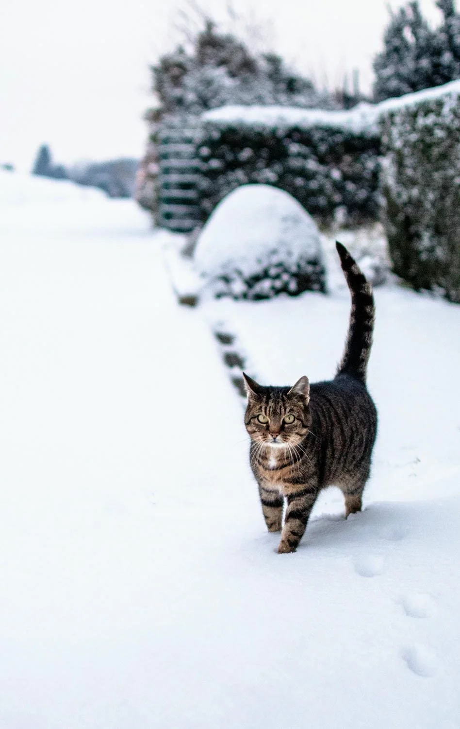 Eine streunende Katze läuft durch den Schnee in einem Garten mit einem Holzpavillon im Hintergrund.