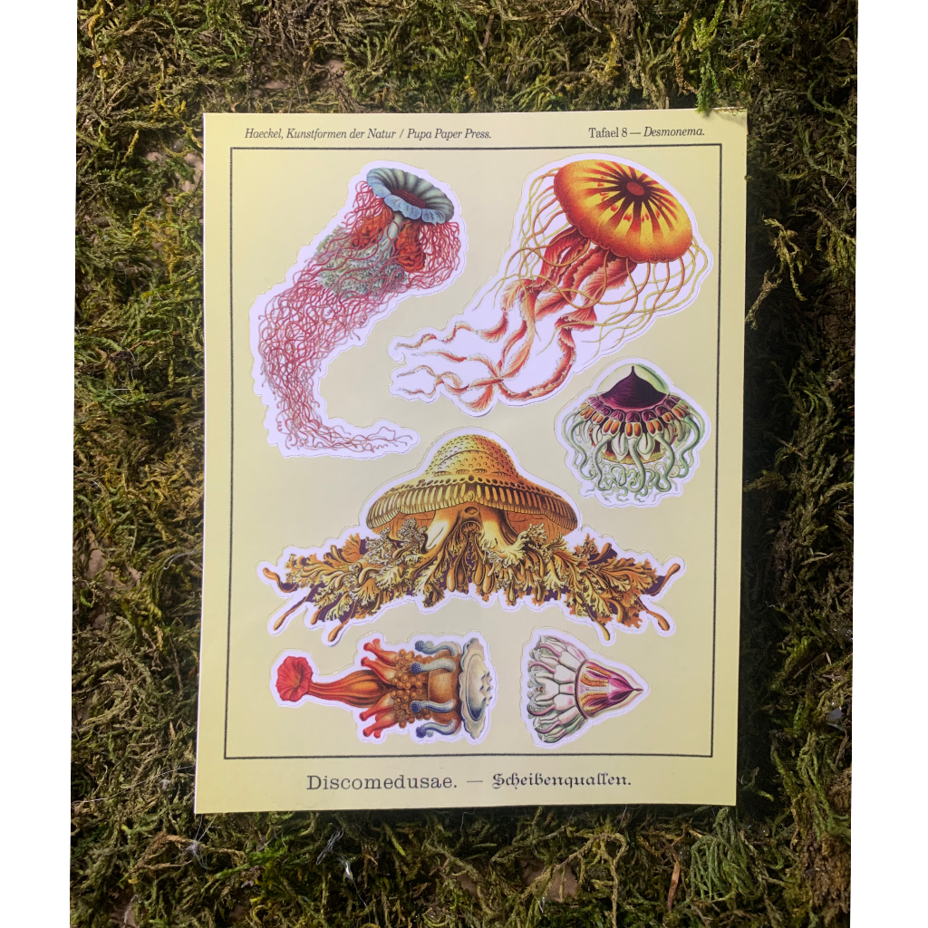 Discomedusae Sticker Sheet
