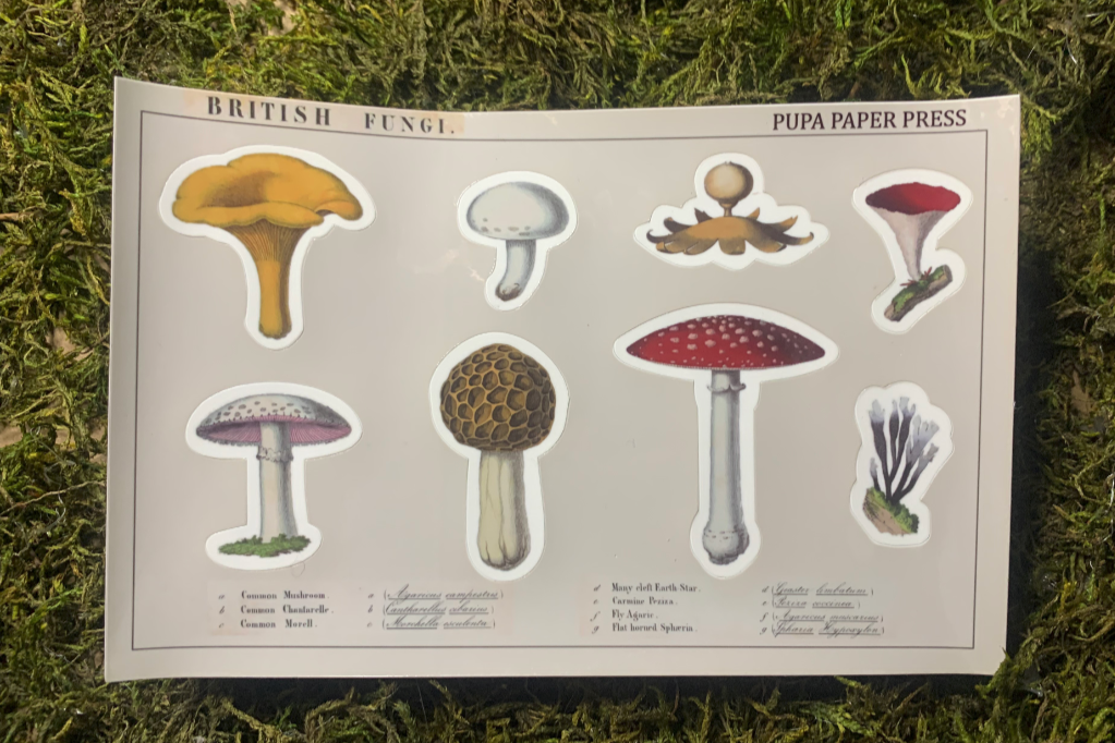 mushrooms.png