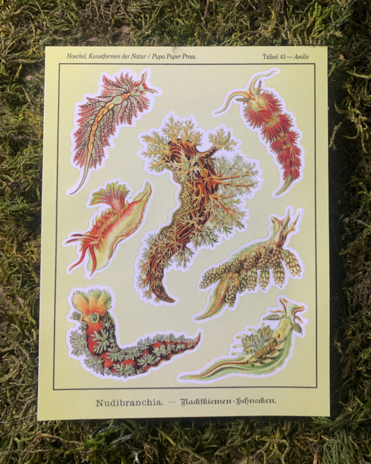 nudibranchs.png