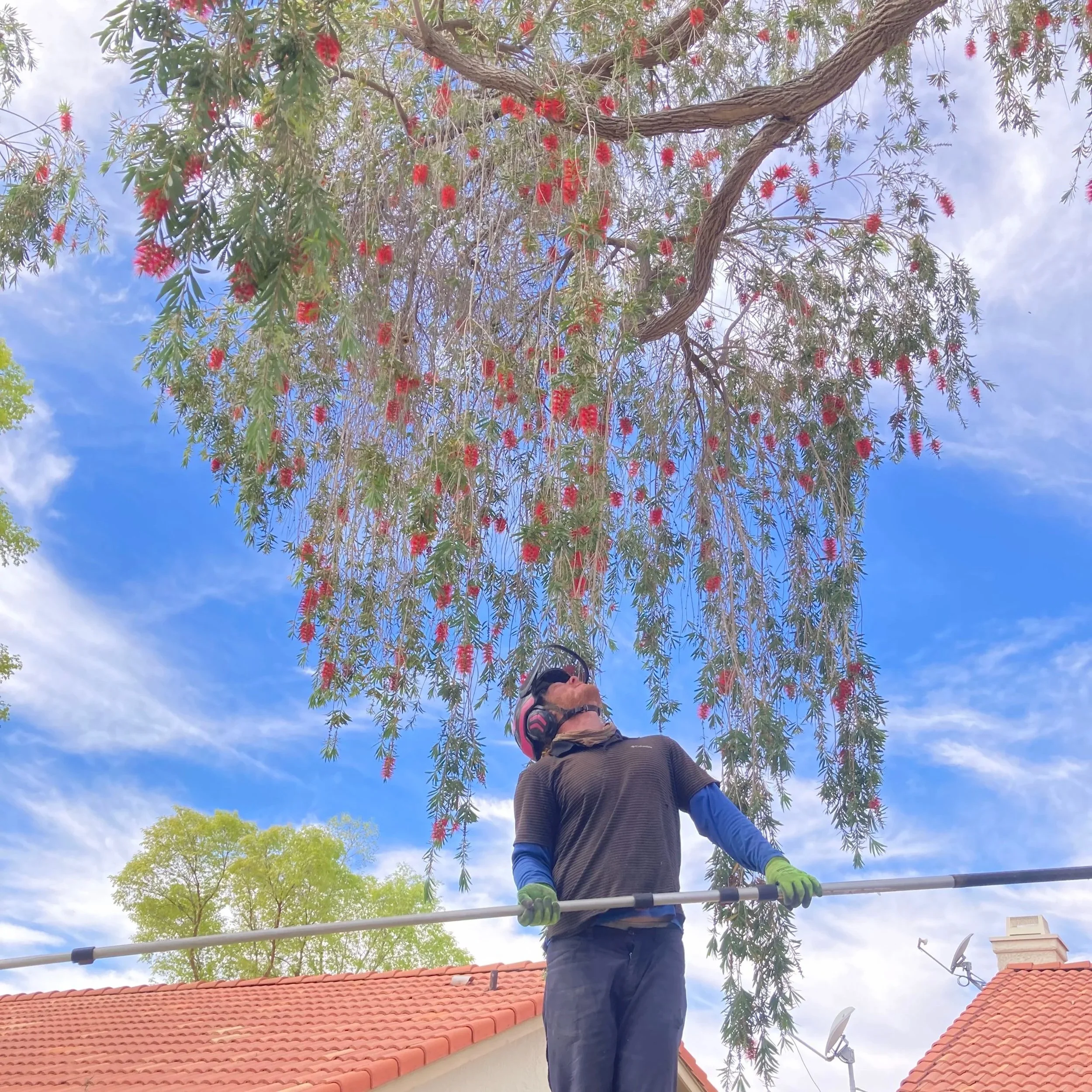 A person wearing a helmet, sunglasses, a brown long-sleeve shirt, blue gloves, and dark pants is working on a tree. The tree has green leaves and red flowers hanging from its branches. The person is using a pole saw to trim the branches on a roof with red tiles. The background shows a partly cloudy sky and some other trees with green foliage.