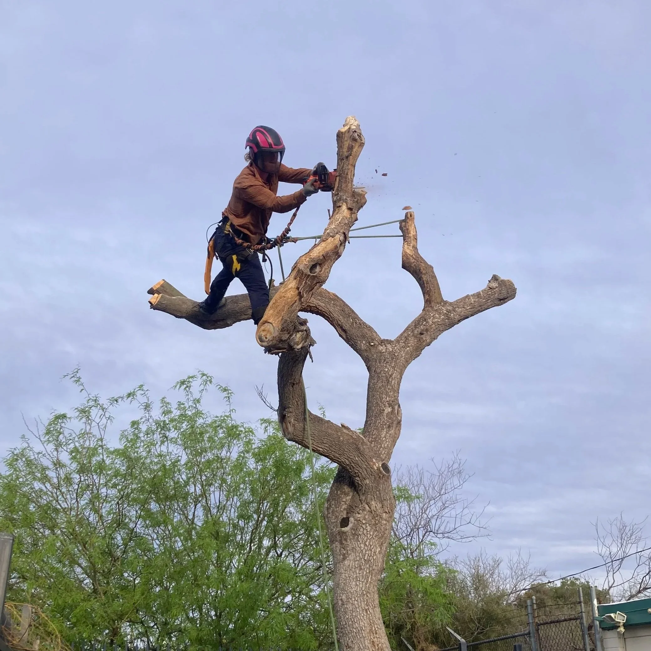 A person cutting a large tree branch while wearing a safety helmet and harness, with a mostly cloudy sky in the background and a fence and nearby trees below.