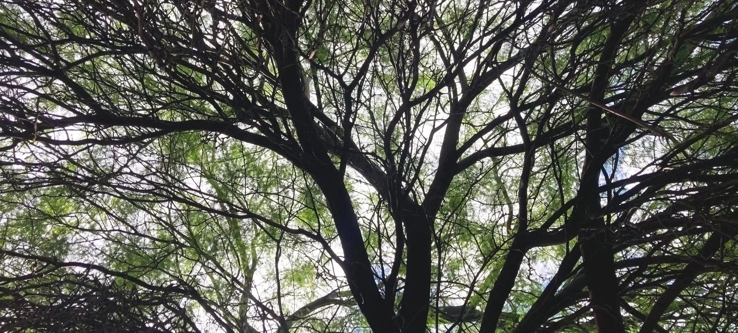 View of tree branches and green leaves against a bright sky.