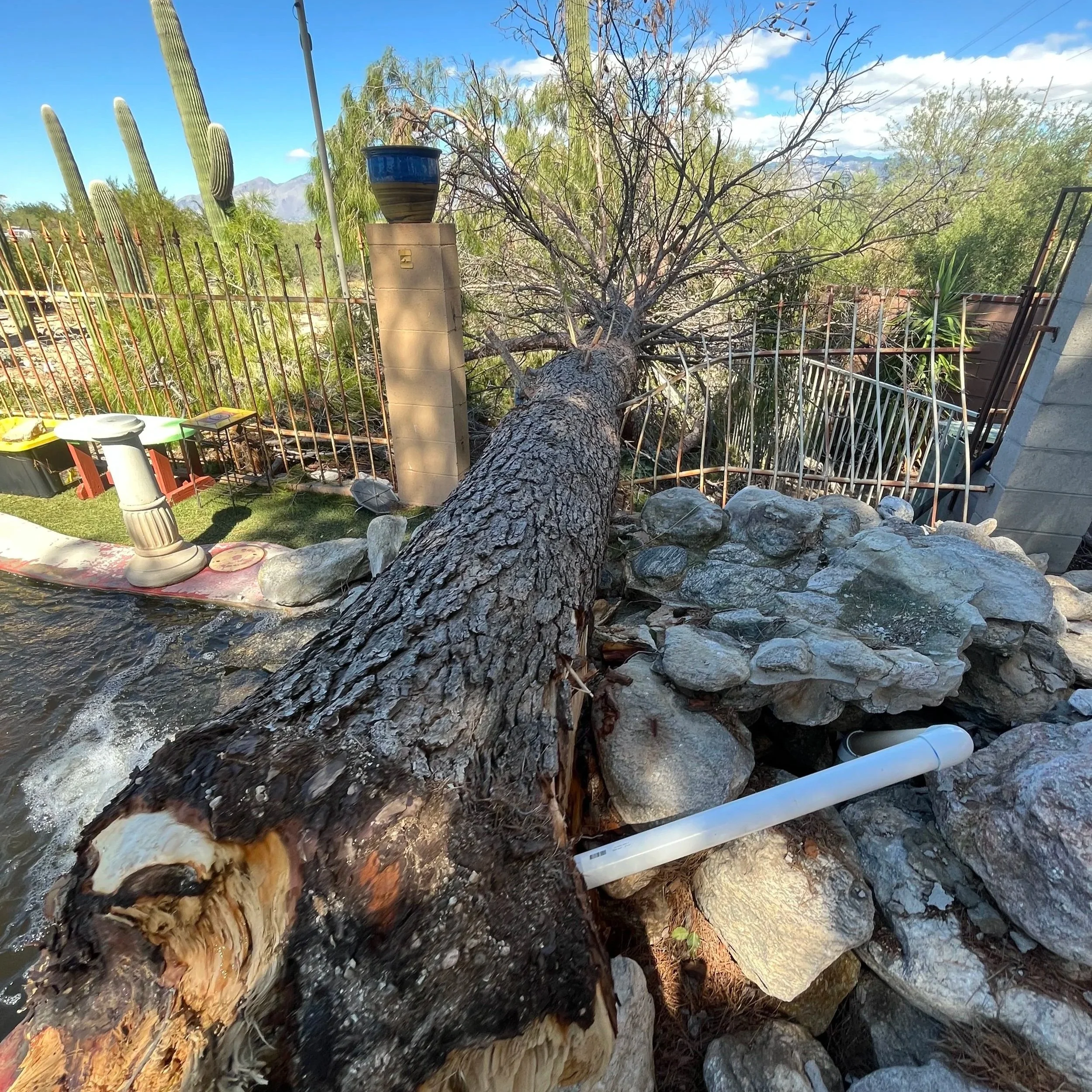 A fallen tree with exposed roots and a broken trunk, surrounded by rocks and a metal fence, near a water feature with a decorative bird bath and a white pipe, in a yard with desert plants and mountains in the background.