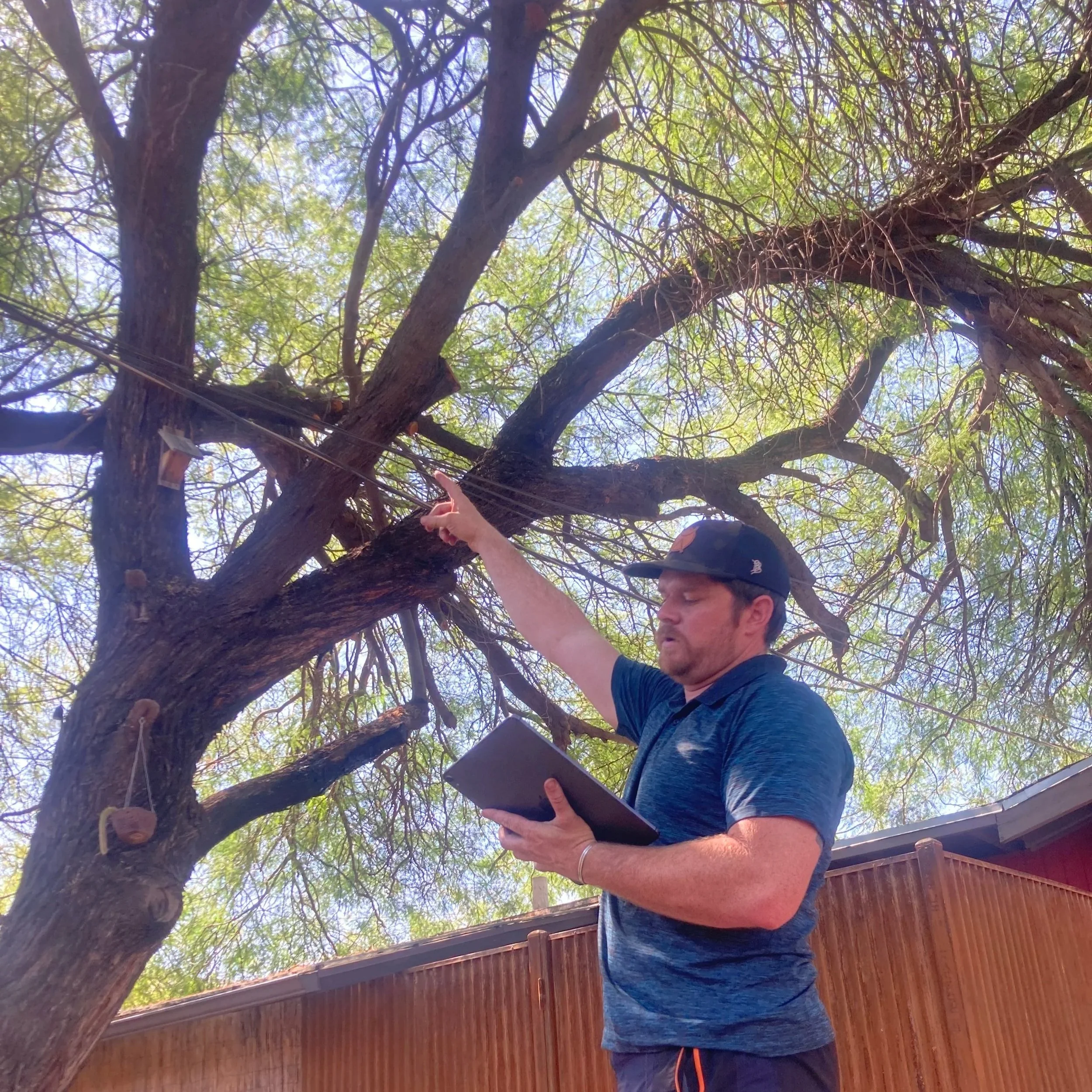 A person wearing a blue shirt and a cap is standing under a large tree with green leaves, holding a tablet or electronic device, with a wooden fence in the background.