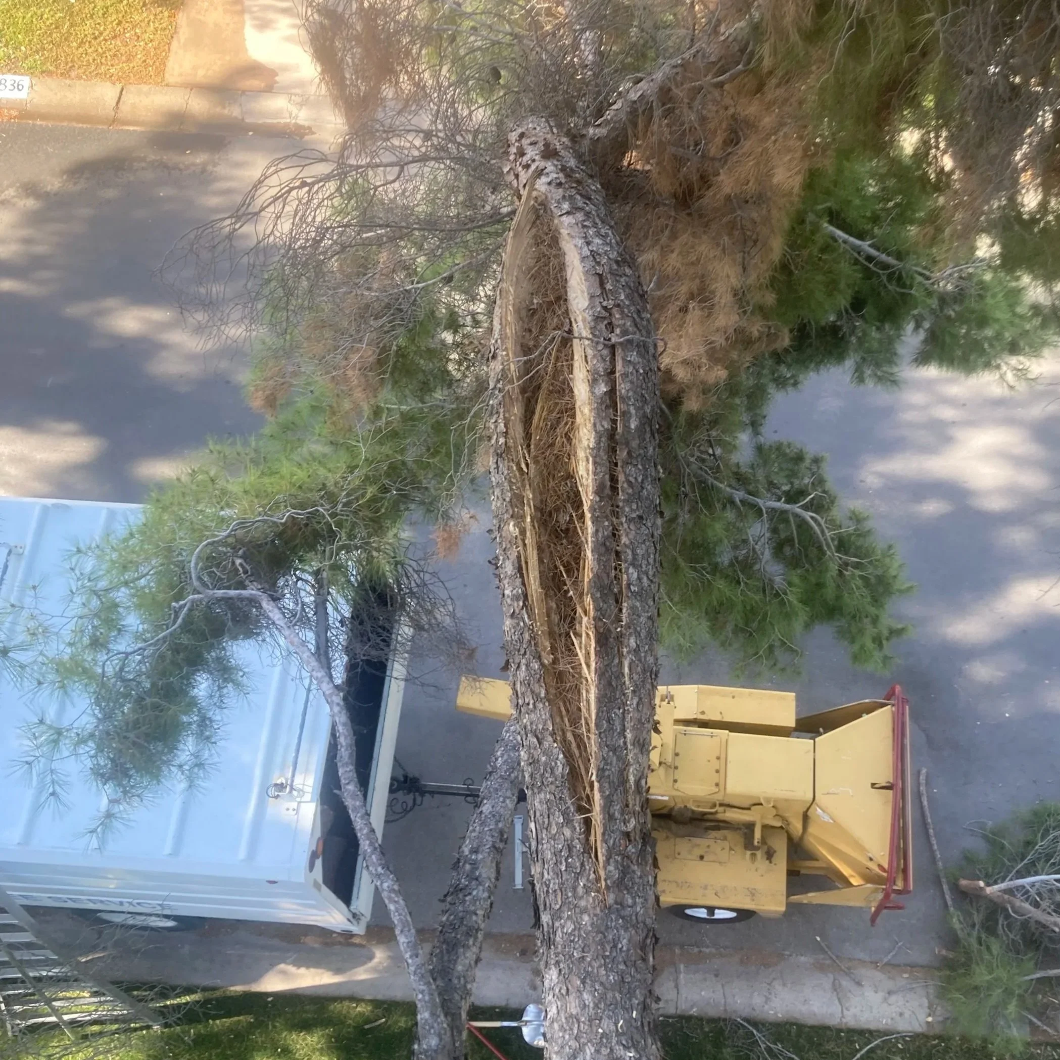 A fallen tree in front of a white truck and a yellow construction vehicle parked in a lot, with some greenery and shadows from nearby trees.