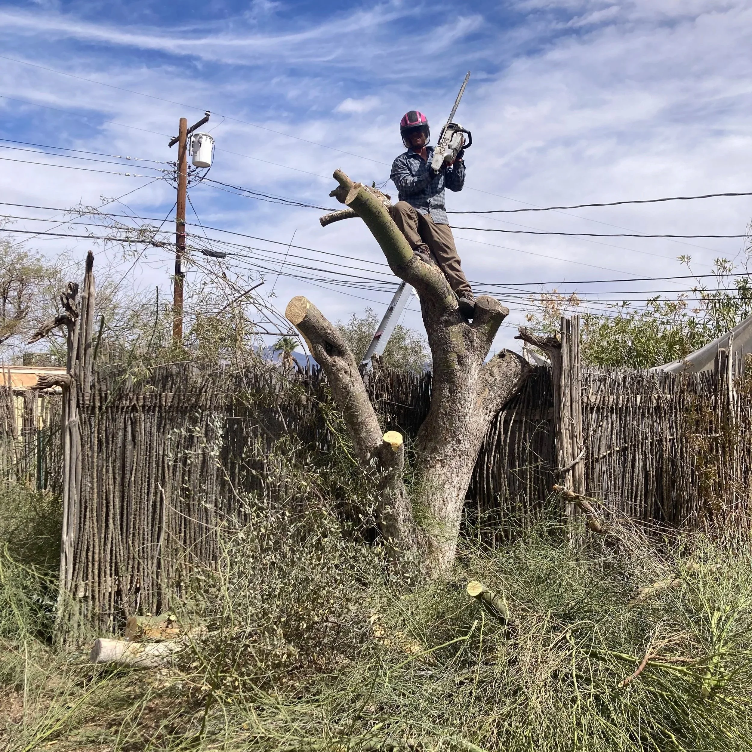 A person wearing a pink helmet is sitting on a tree branch, holding a chainsaw. They are in a tree near utility poles and power lines, with a partly cloudy sky in the background.