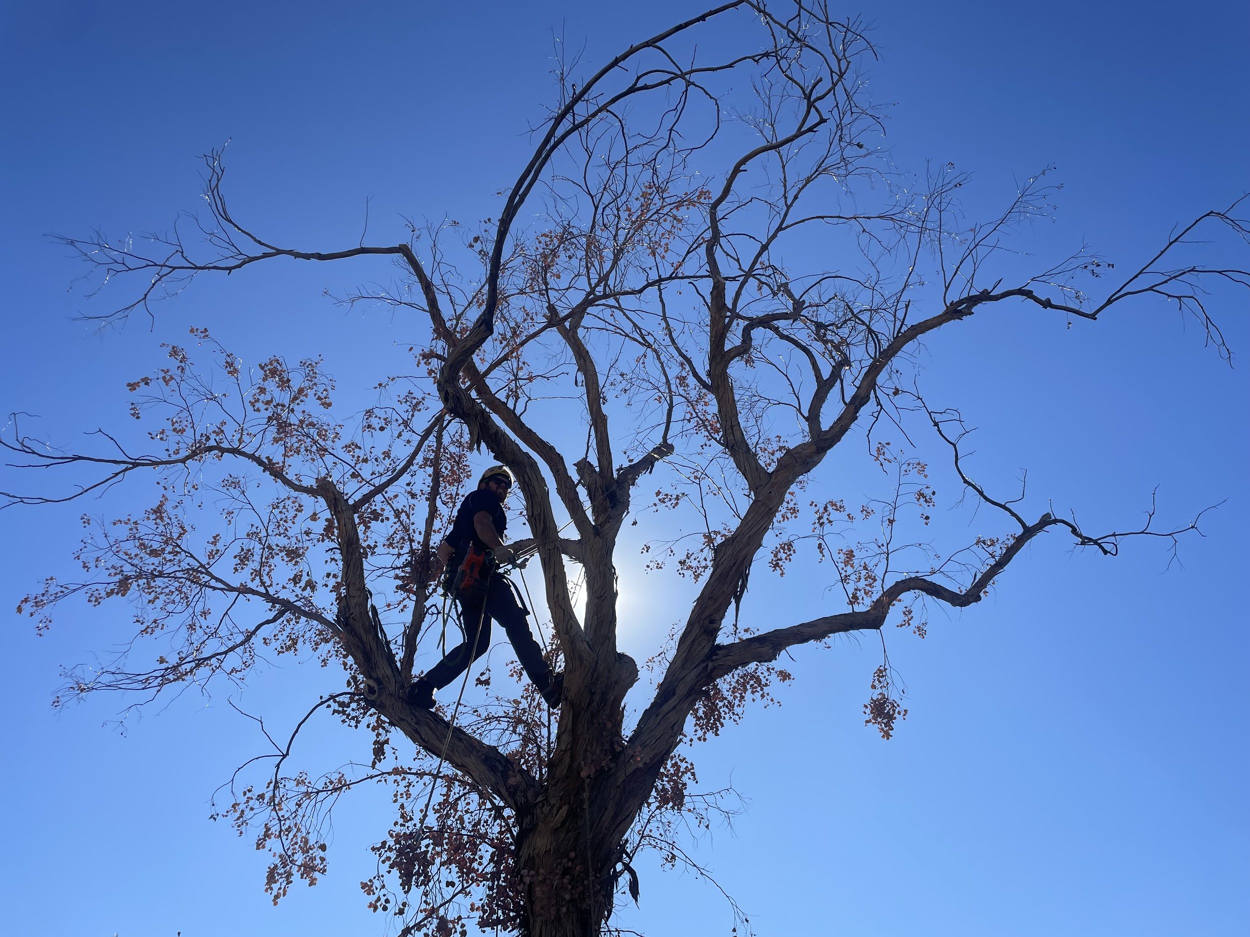 Person climbing a tall, leafless tree against a bright blue sky with a few remaining brown leaves.