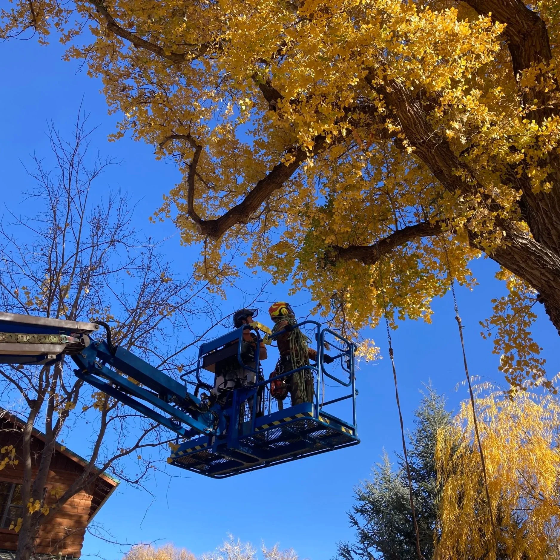 Tree with yellow autumn leaves against a clear blue sky, with two workers in a blue lift basket trimming branches, part of a residential area.