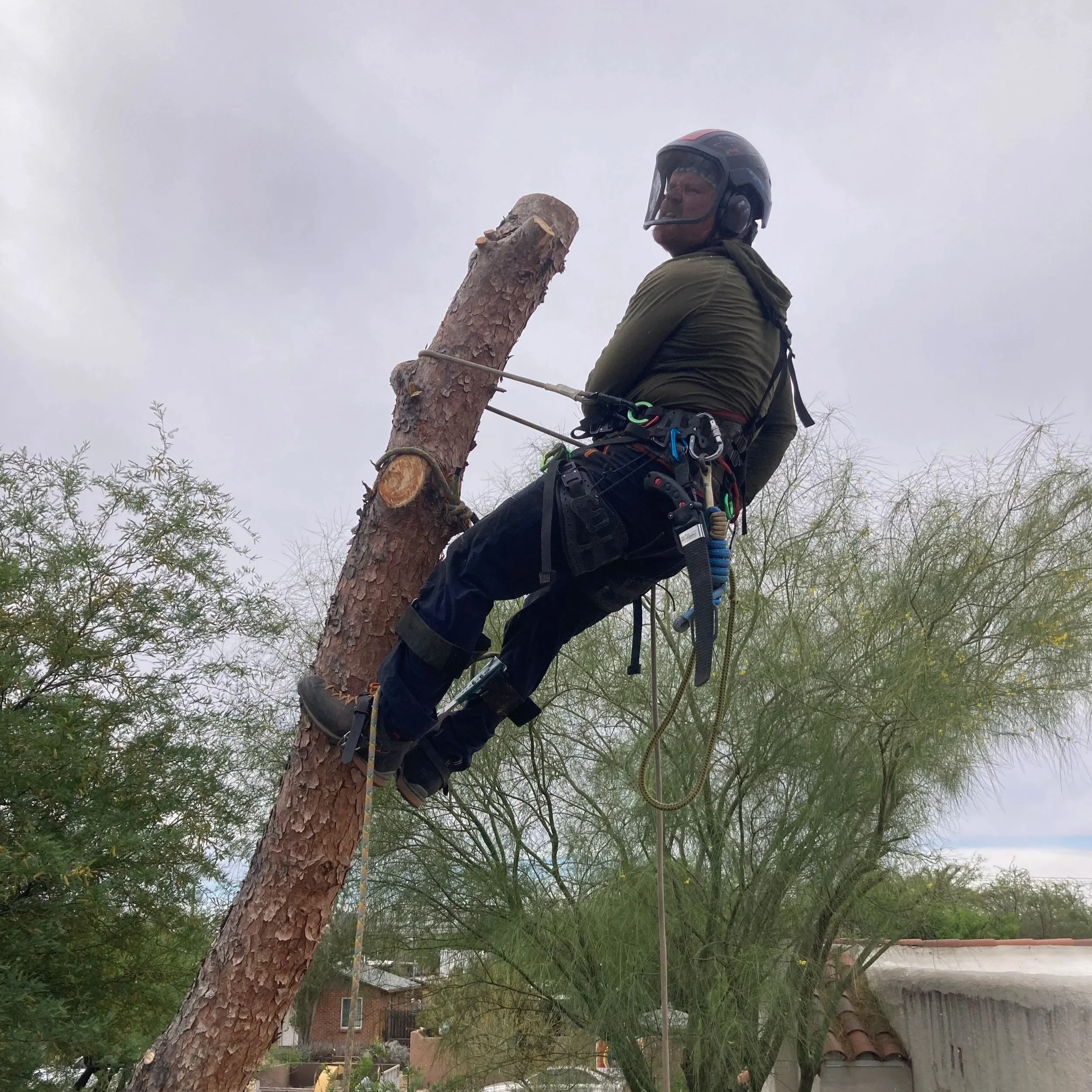 A man wearing a helmet and harness is climbing or working on a tree in a residential area.
