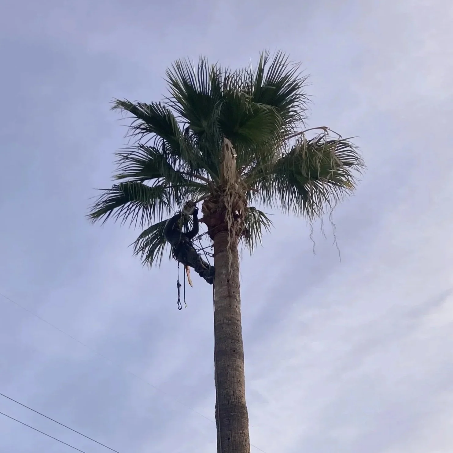 A person trimming a tall palm tree during daytime.