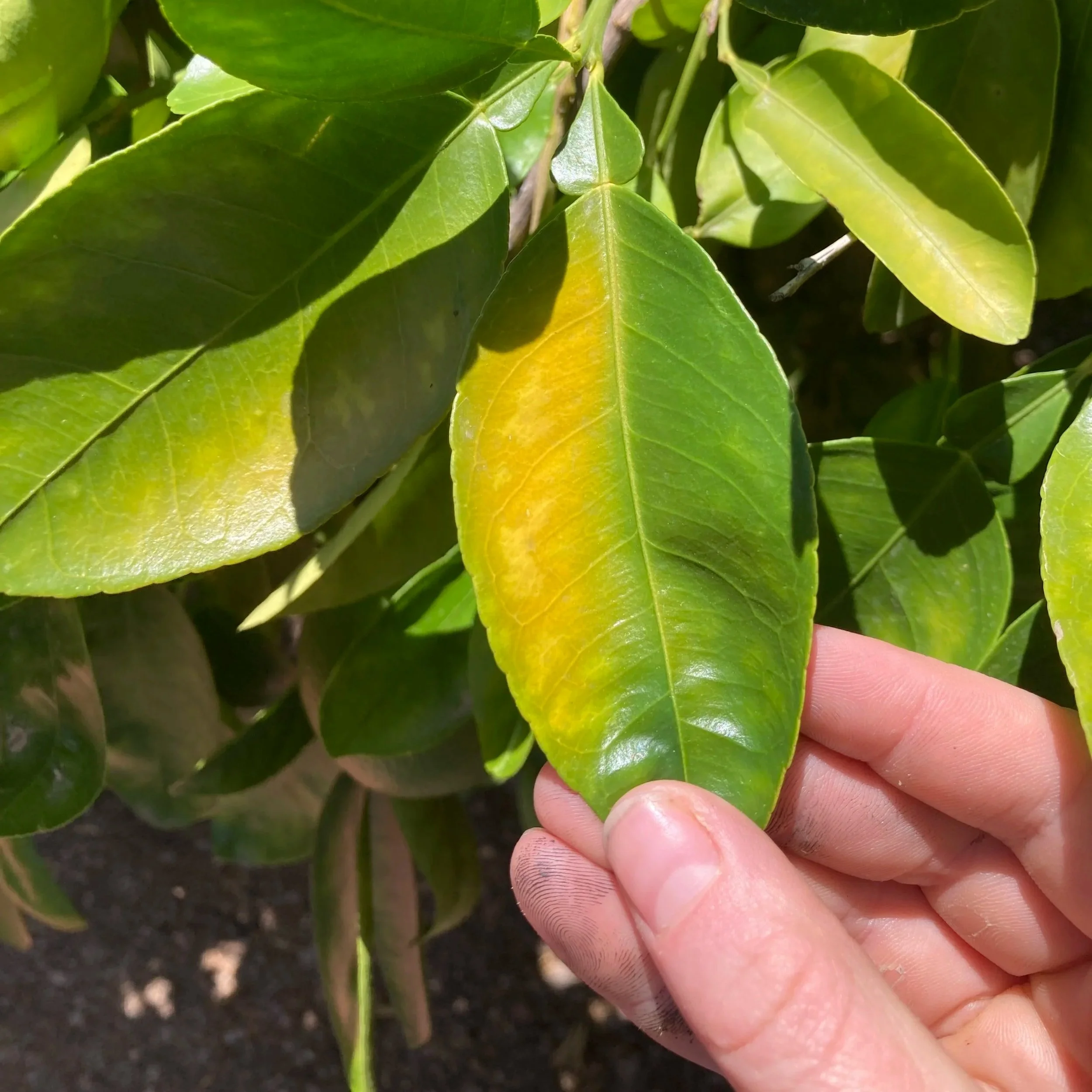 Close-up of a person's finger holding a green leaf on a leafy plant.