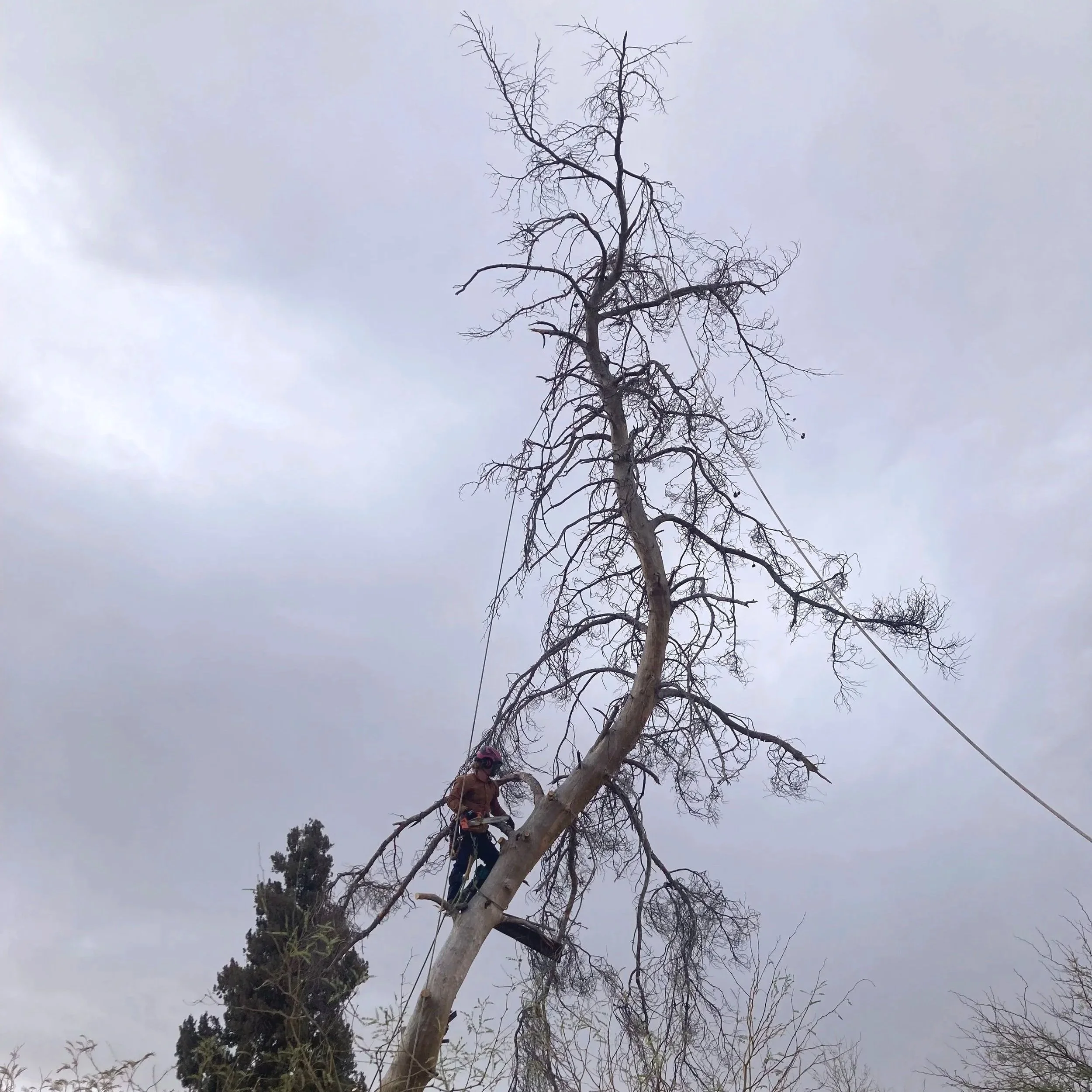 A person climbing a tall, leafless tree during overcast weather, with a cloudy sky and some green trees in the background.