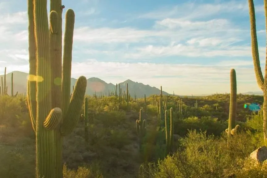 A desert landscape with tall saguaro cacti, mountains in the distance, and a partly cloudy sky with the sun shining.