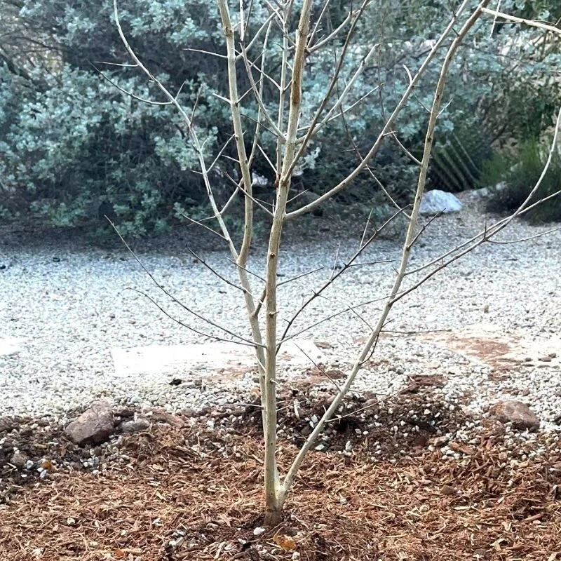A young, leafless tree with multiple thin branches planted in a small patch of soil within a landscaped garden, with gravel and various bushes and plants in the background.