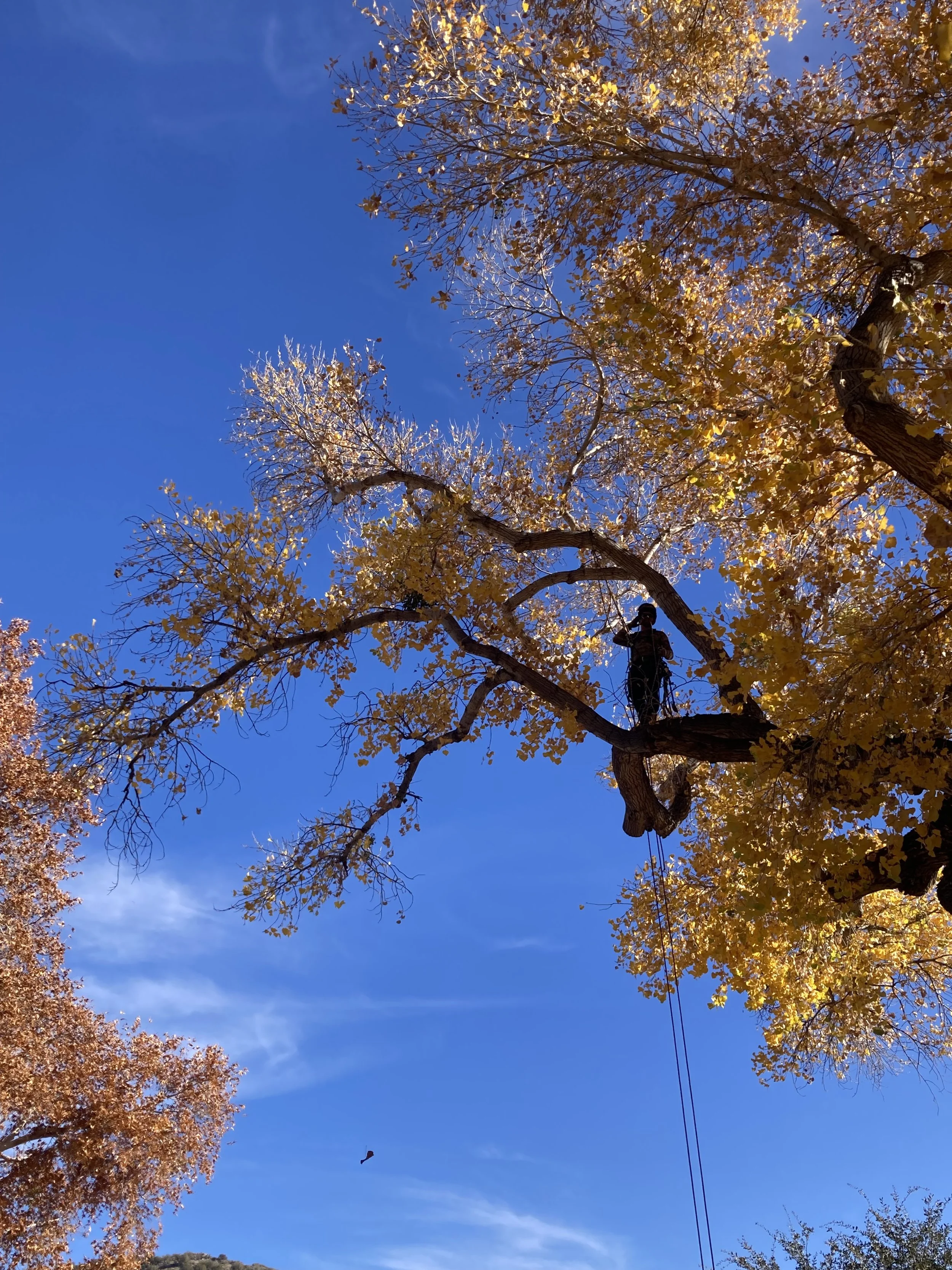 A clear blue sky with autumn trees and some power lines. A person is climbing a tree.