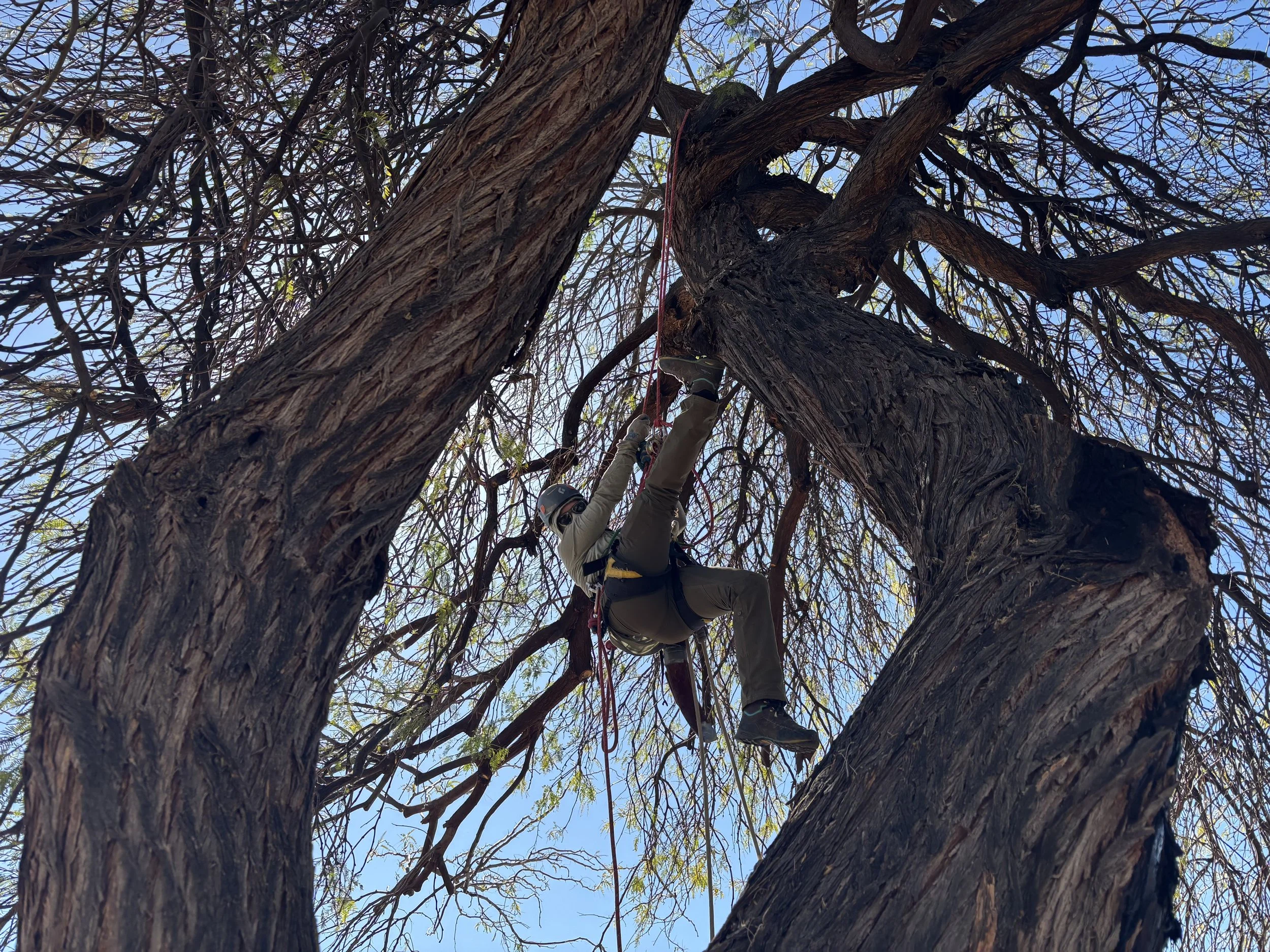 Person climbing a large tree with thick branches and wearing a helmet, reaching upward with ropes attached for safety.