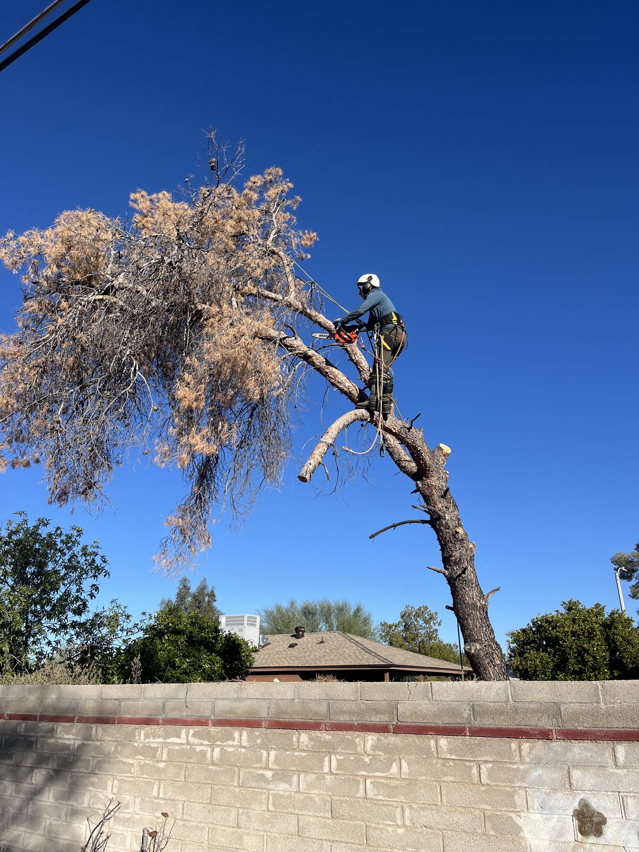 A worker in safety gear trimming a large tree with a chainsaw in a residential area against a bright blue sky.
